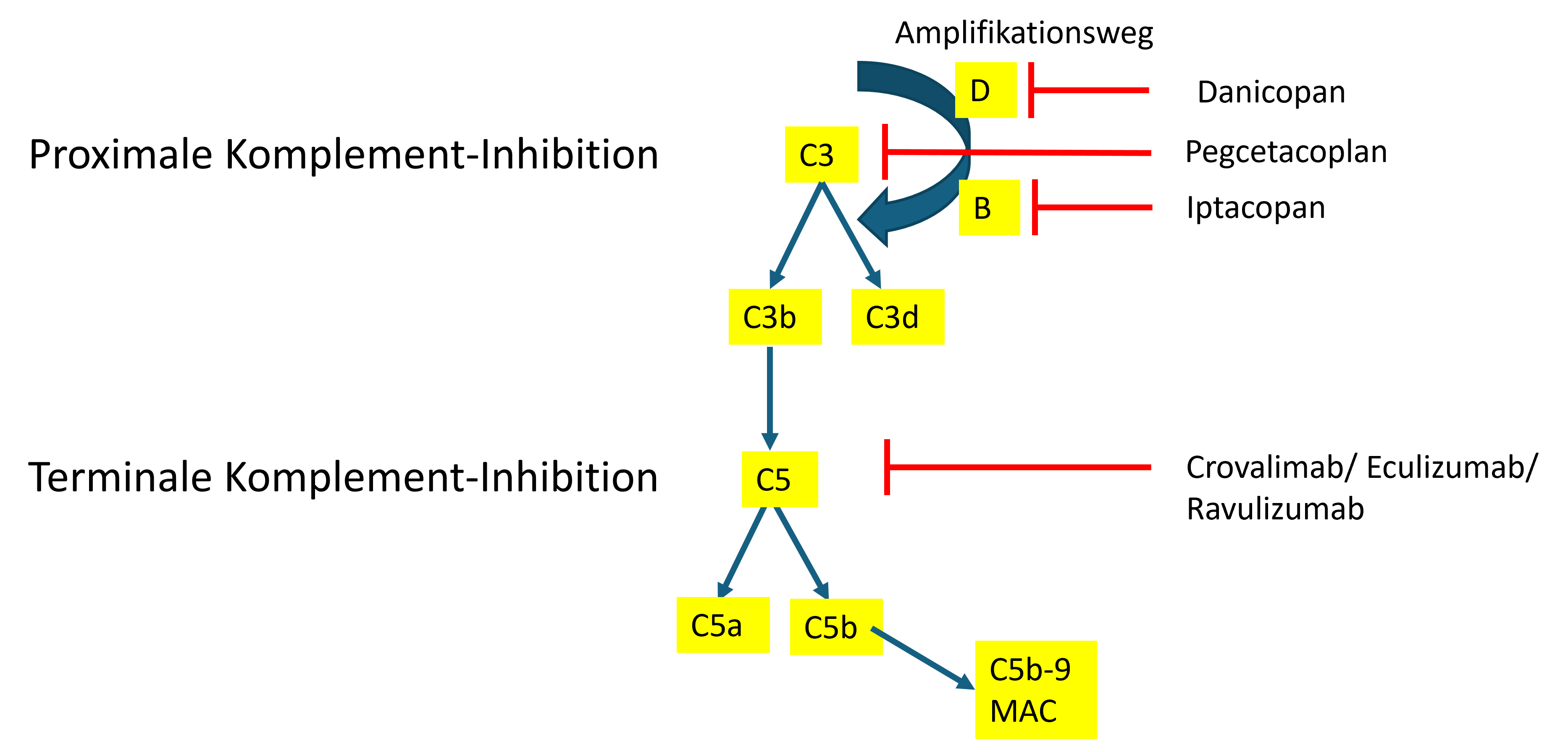 Angriffspunkte der aktuell zugelassenen und verfügbaren Komplement-Inhibitoren